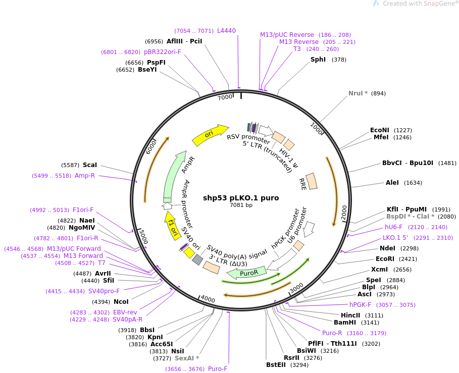 shp53 pLKO.1 puro质粒图谱